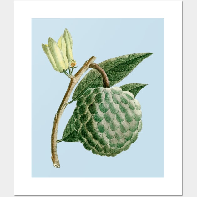 Hand Drawn Custard apple Wall Art by Mako Design 